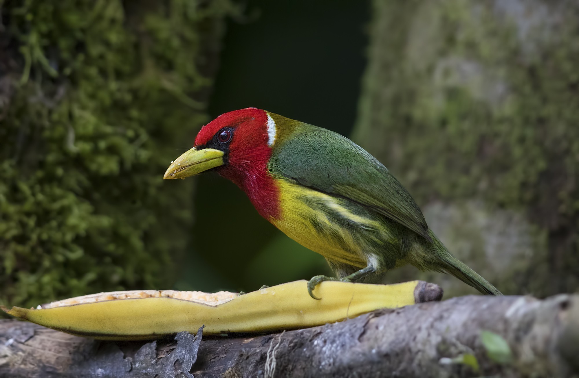 Red-headed Barbet