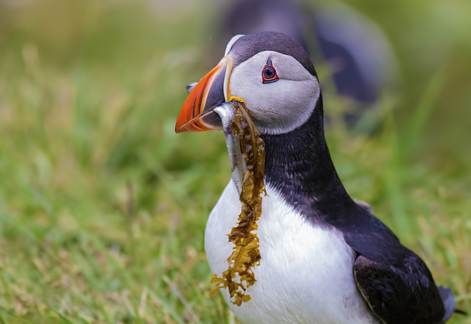 Atlantic Puffin