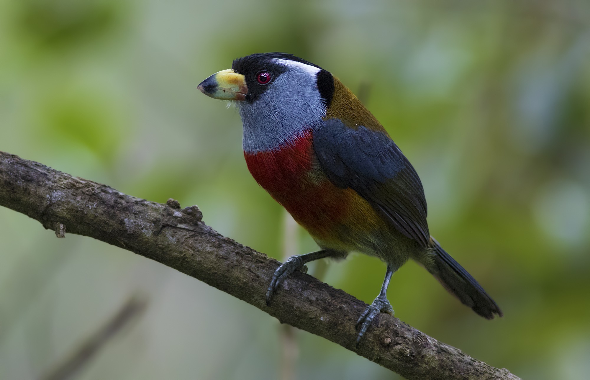 Toucan Barbet