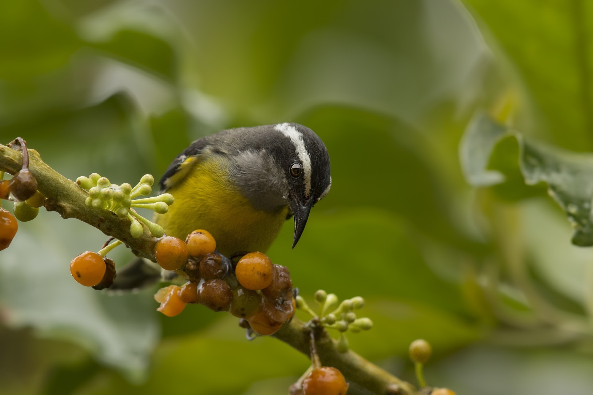 Bananaquit