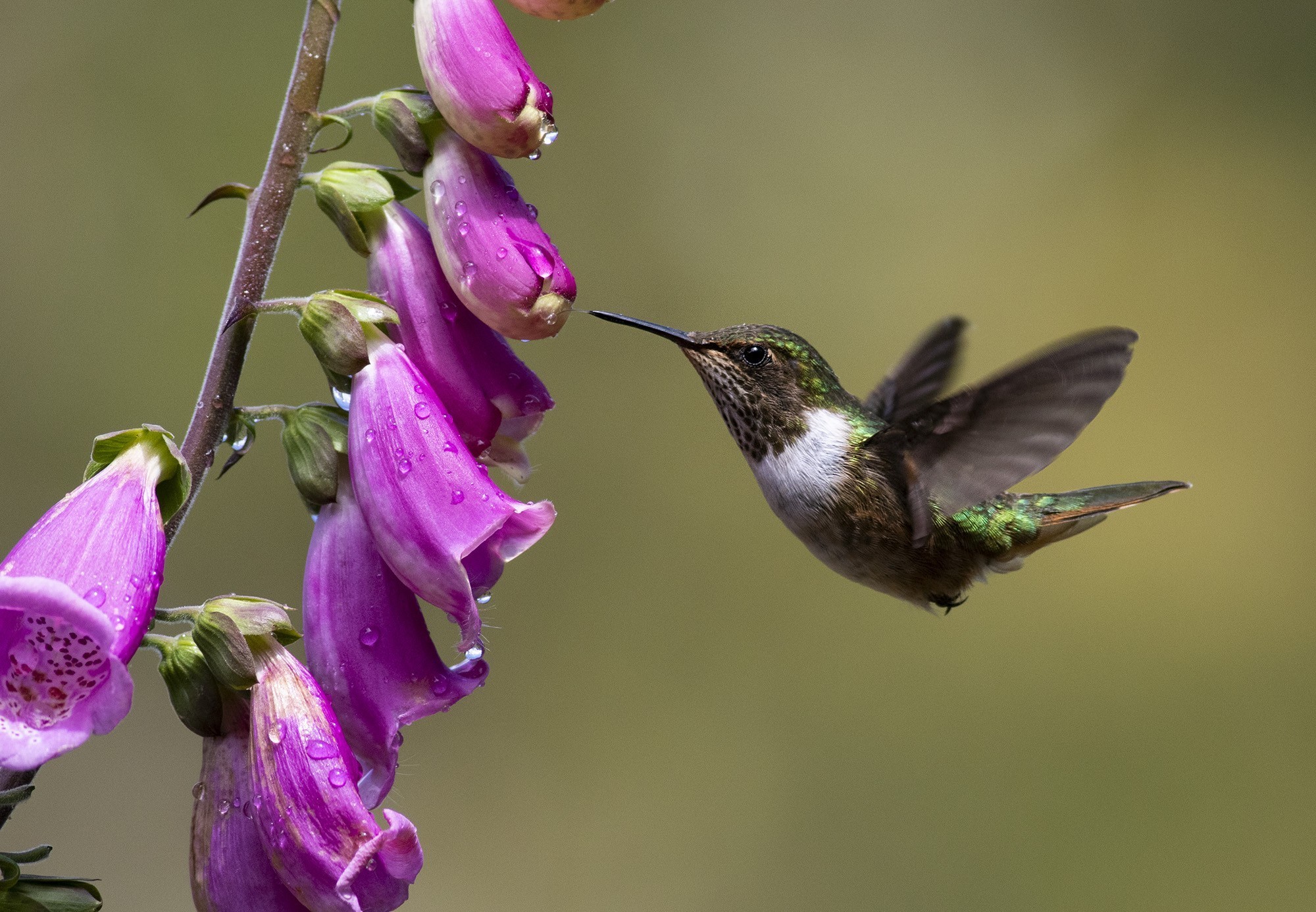 Scintillant Hummingbird — Ana fotoğraf