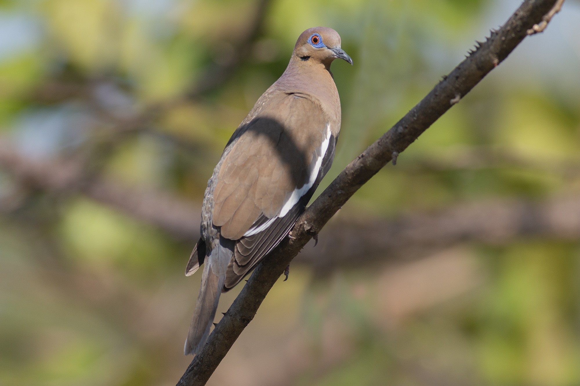 White-winged Dove — Ana fotoğraf