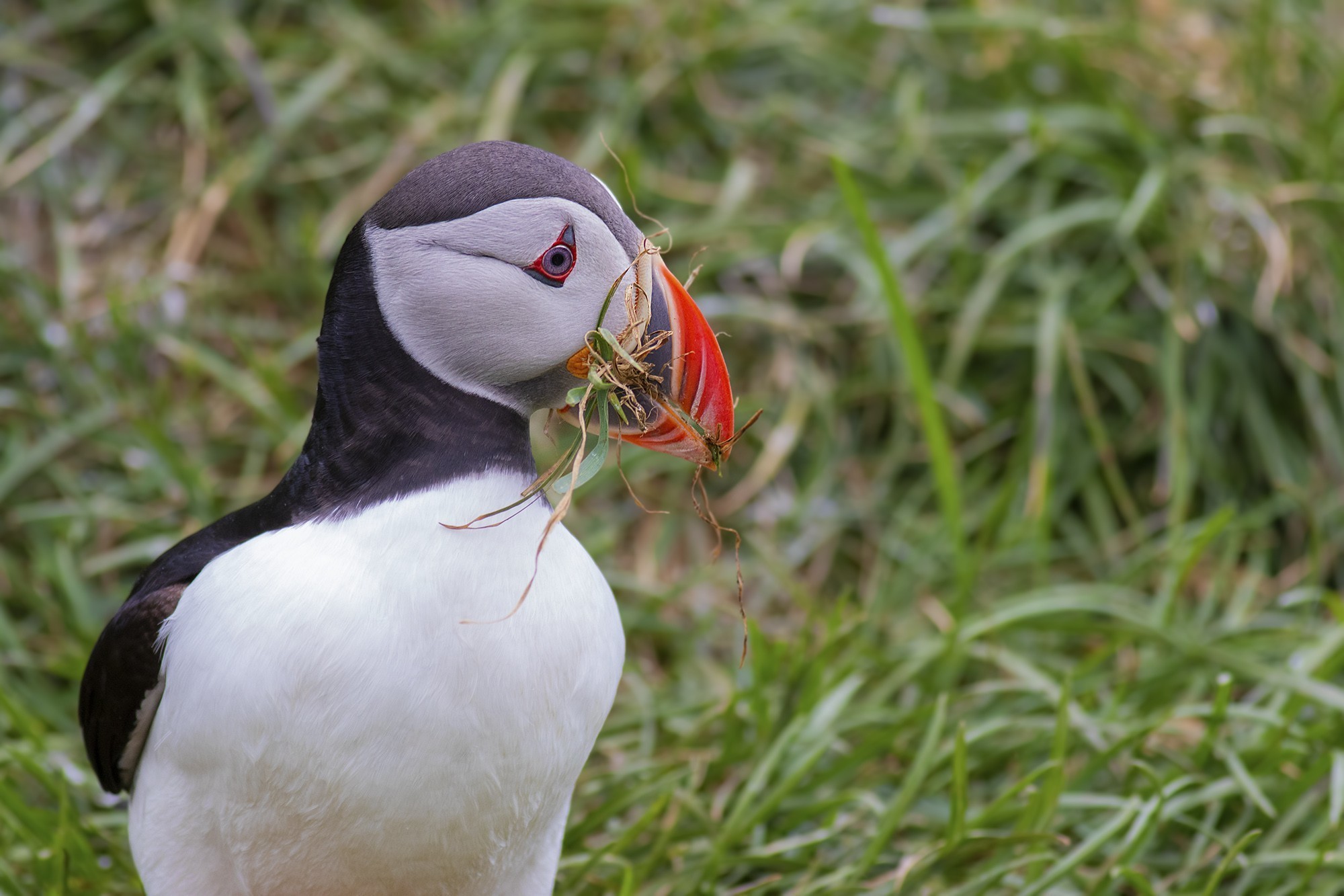Atlantic Puffin