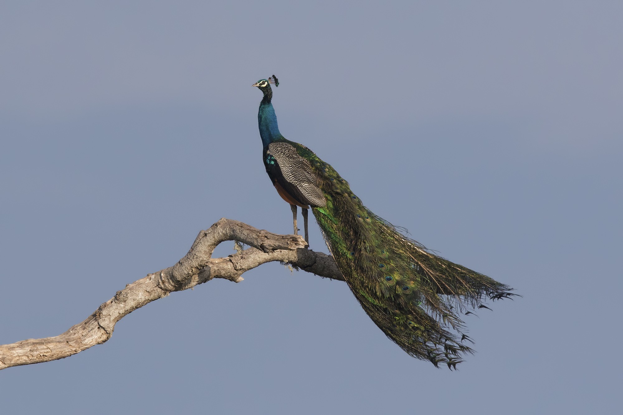 Indian Peafowl — Ana fotoğraf