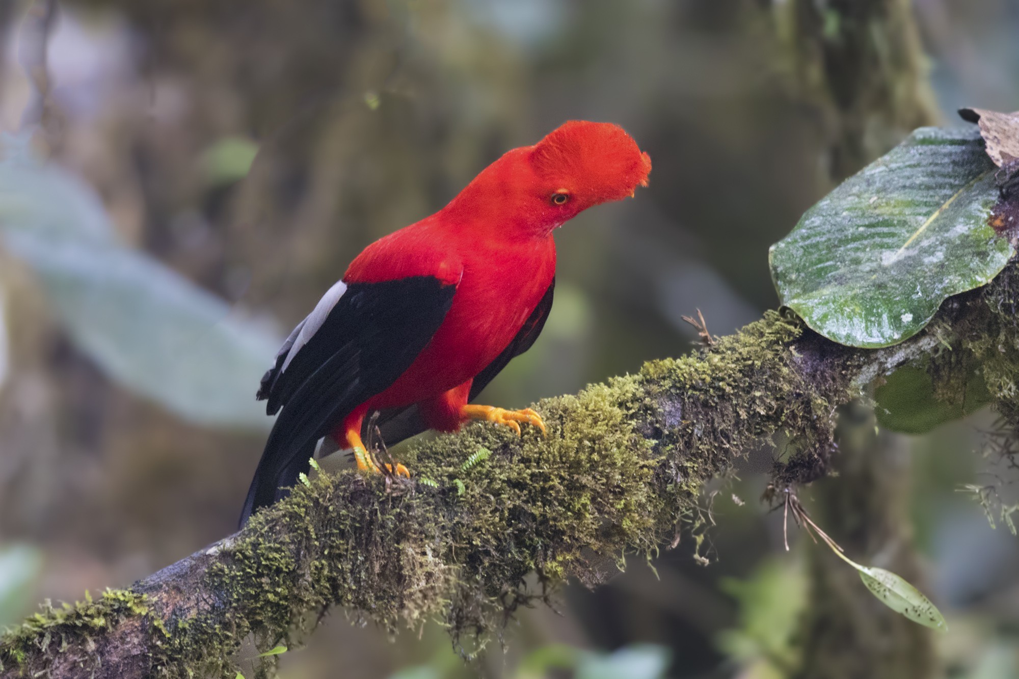 Andean Cock-of-the-rock