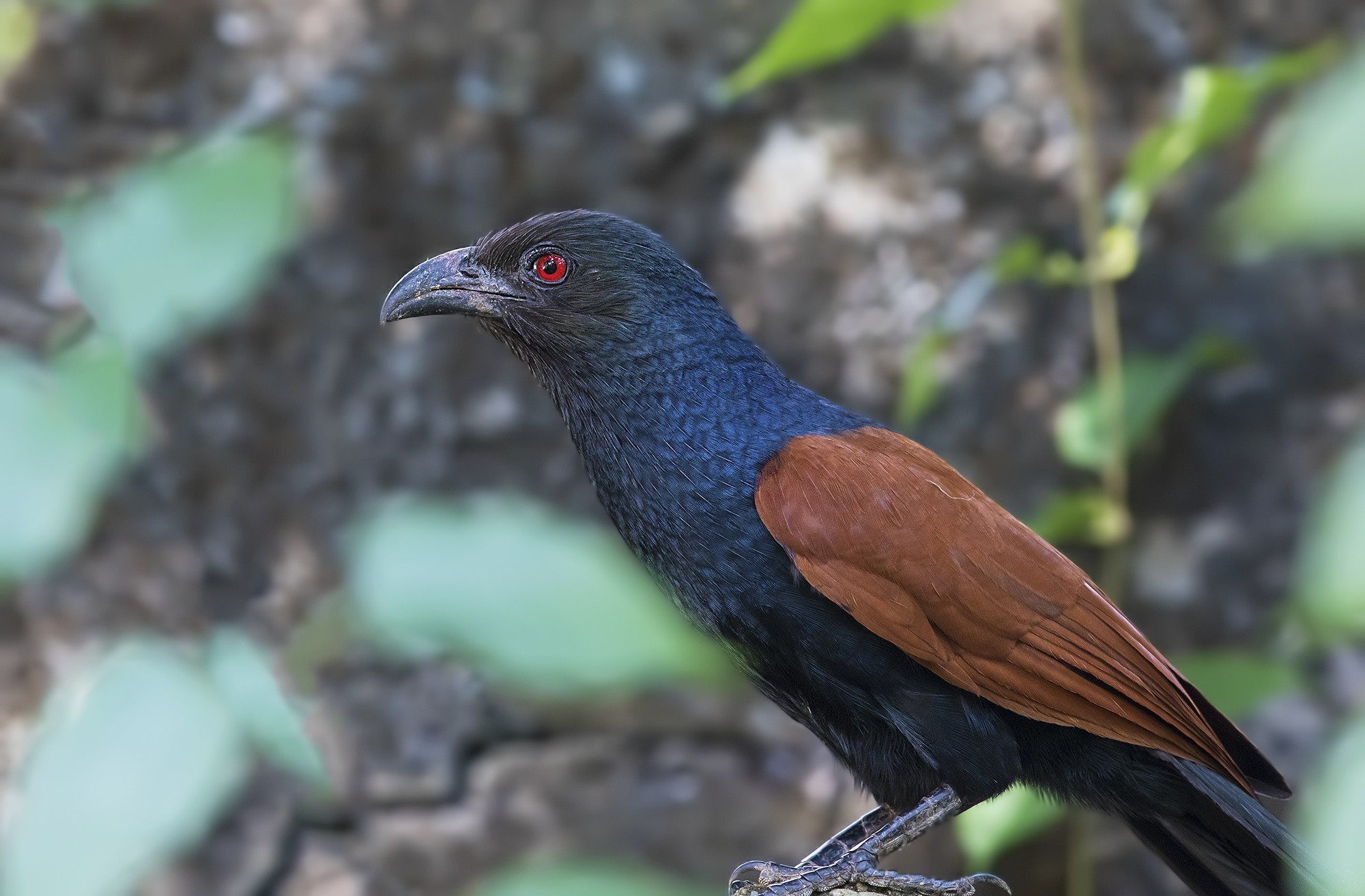 Greater Coucal