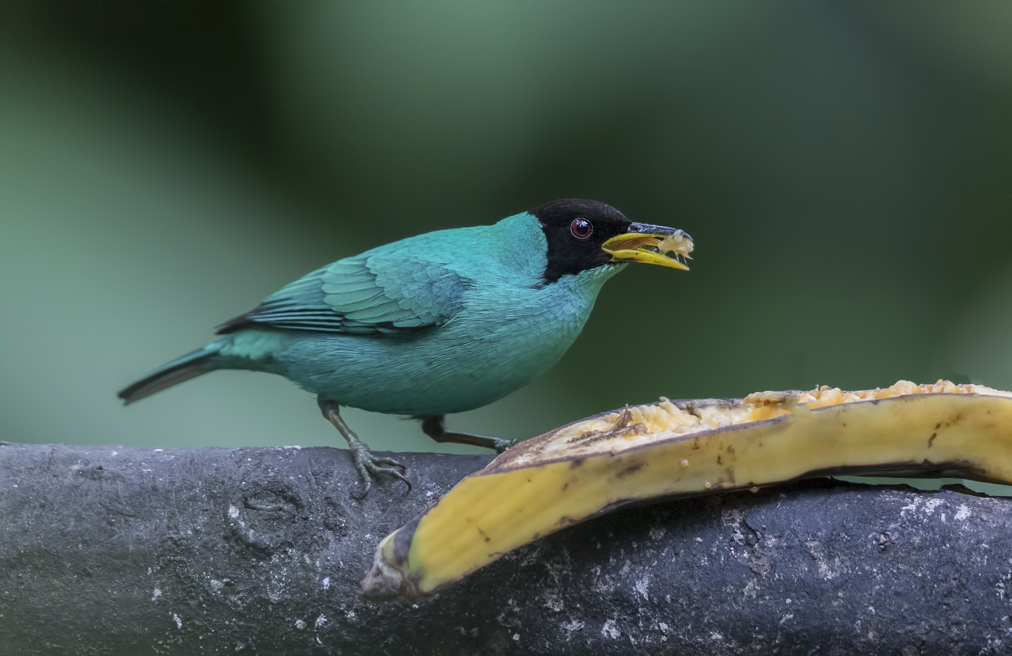 Green Honeycreeper