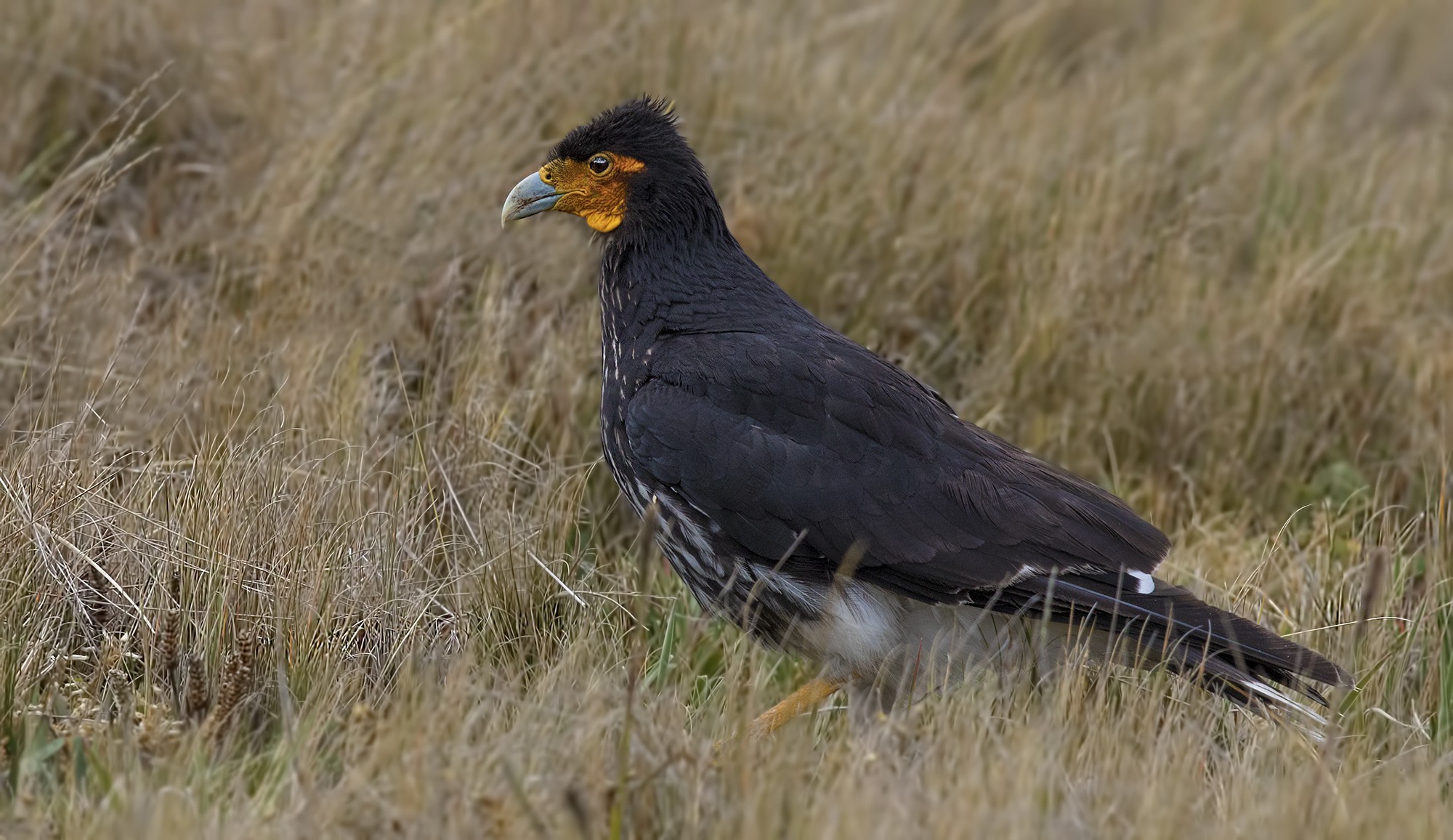 Carunculated Caracara — Ana fotoğraf