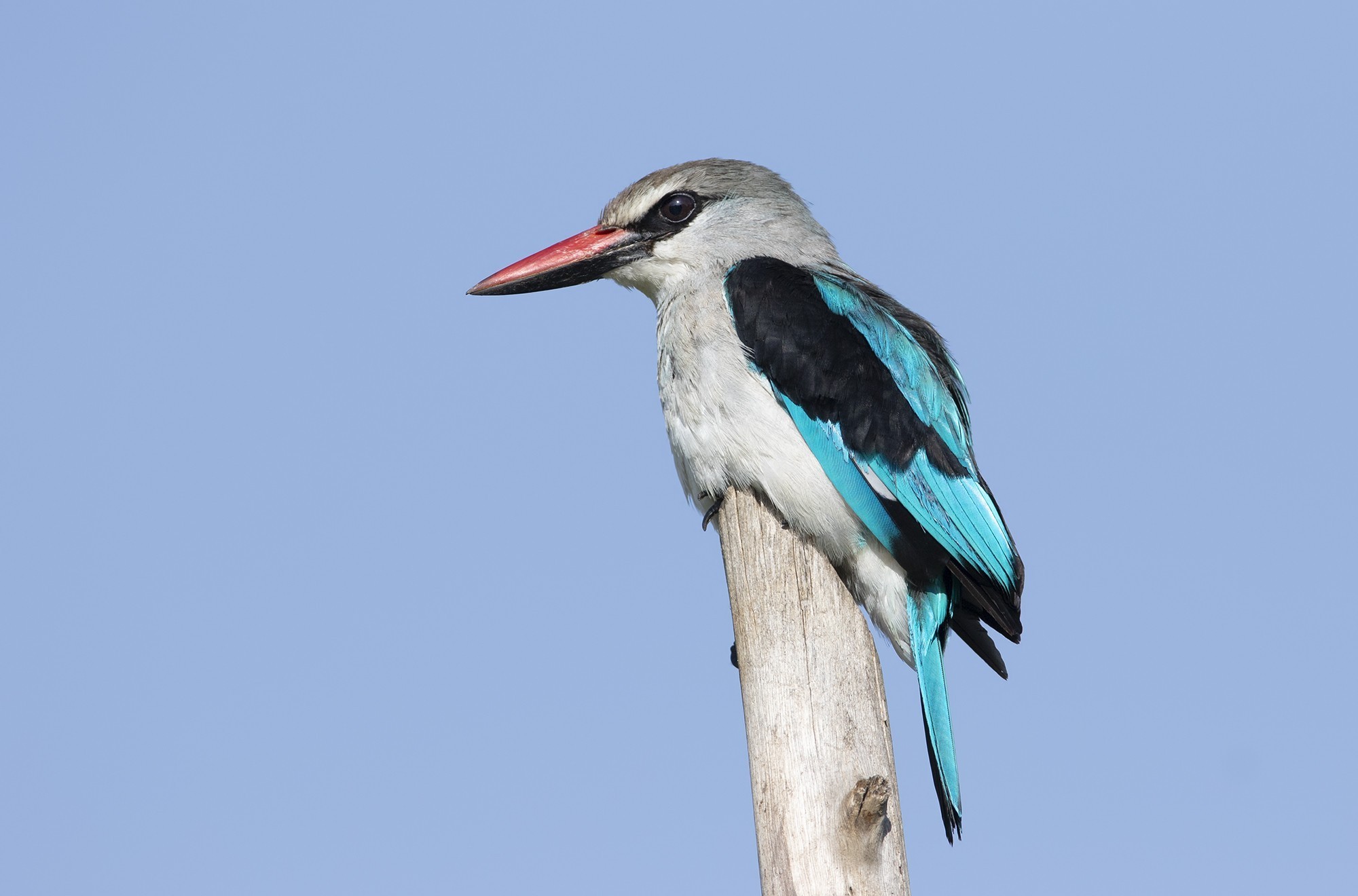 Woodland Kingfisher