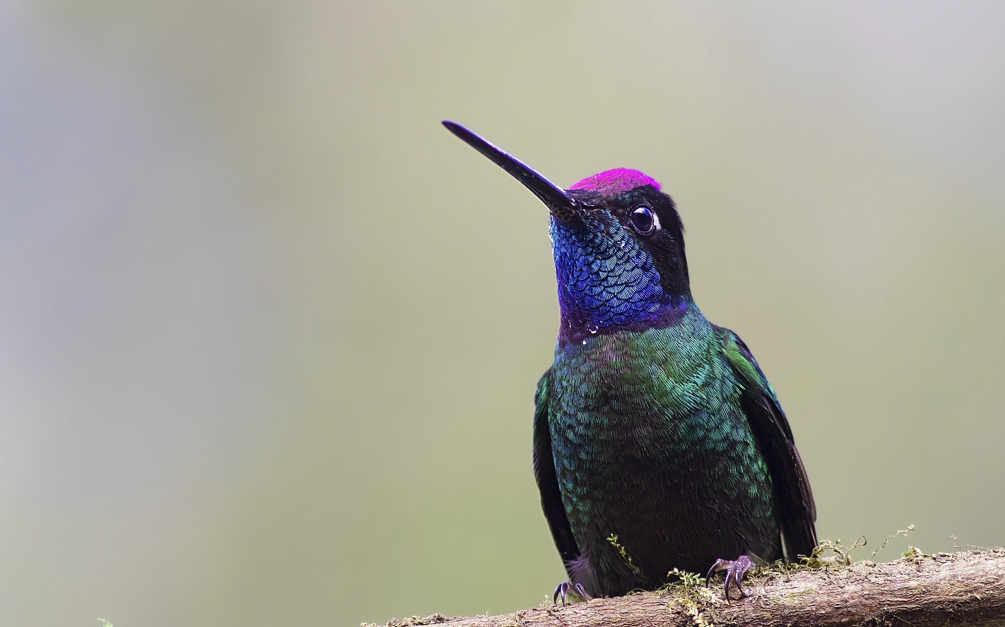 Magnificent Hummingbird — Ana fotoğraf