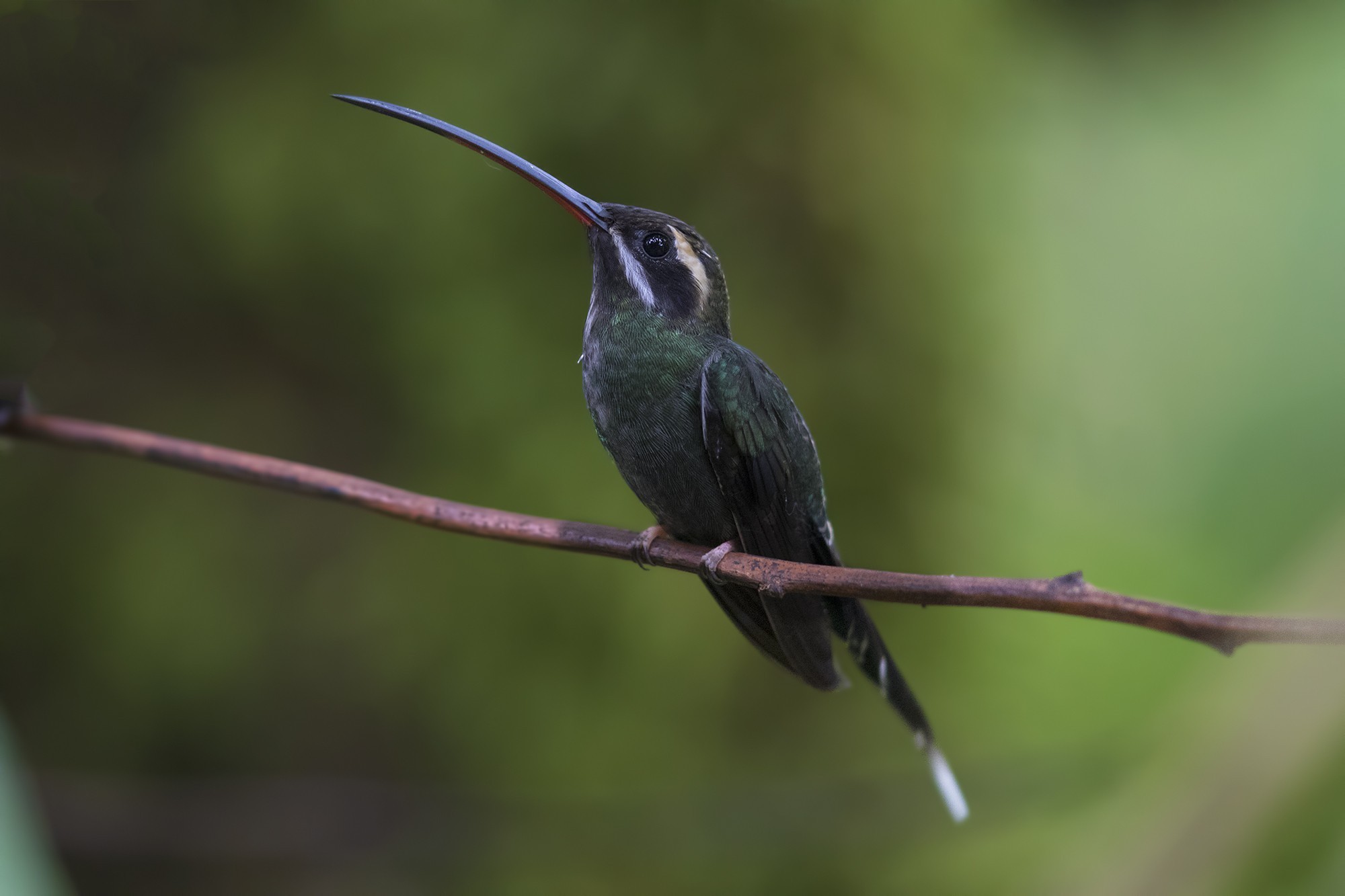 White-whiskered Hermit — Ana fotoğraf