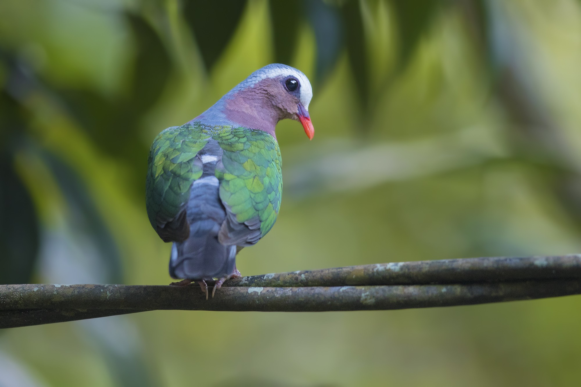 Grey-capped Emerald Dove