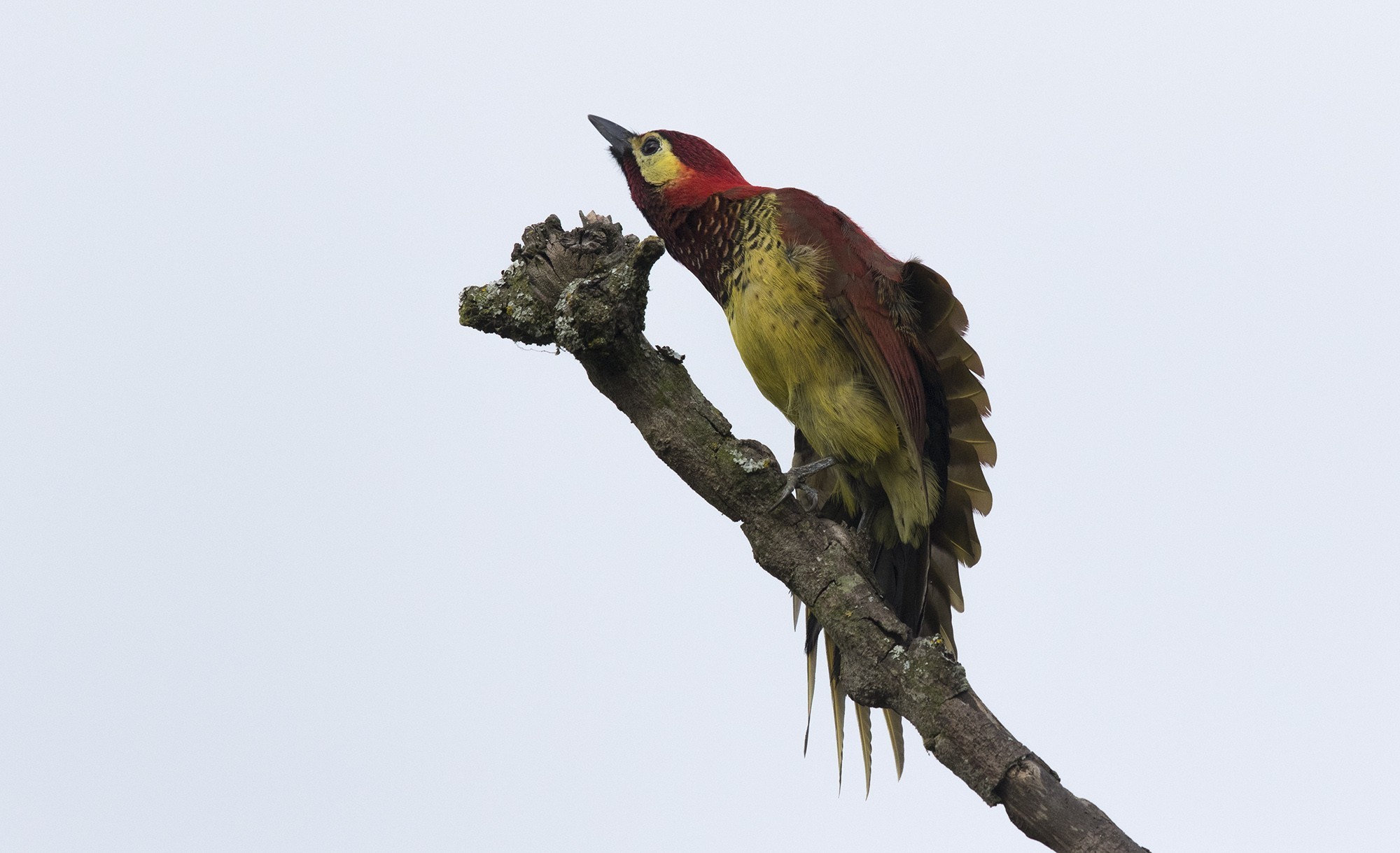 Crimson-mantled Woodpecker