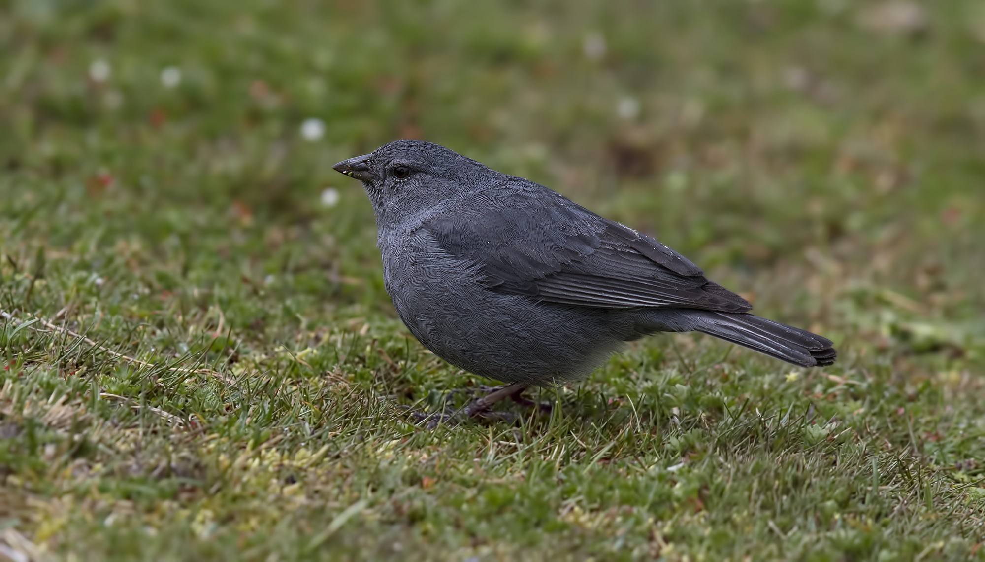 Plumbeous Sierra-finch — Ana fotoğraf