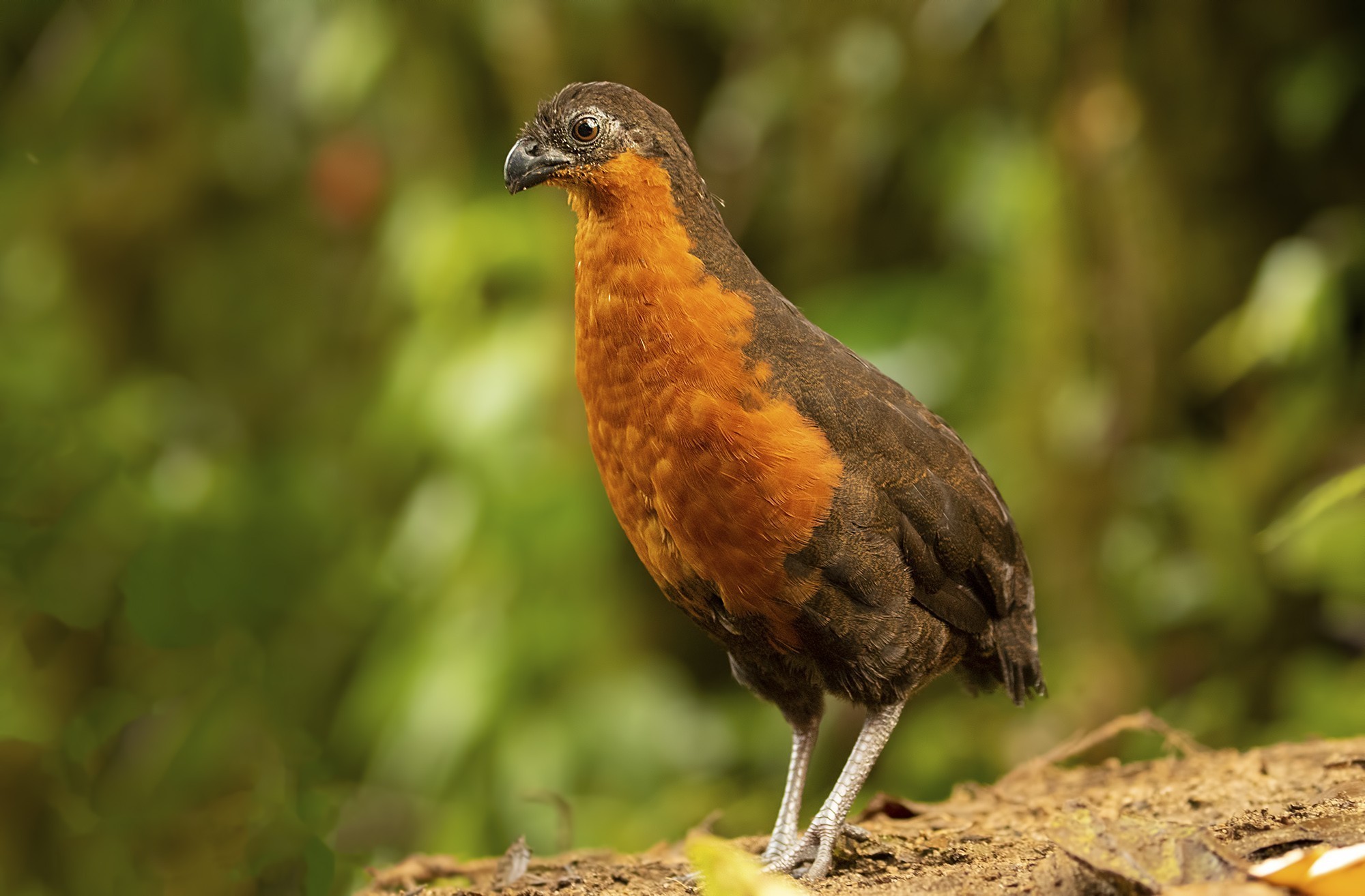 Dark-backed Wood-quail — Ana fotoğraf