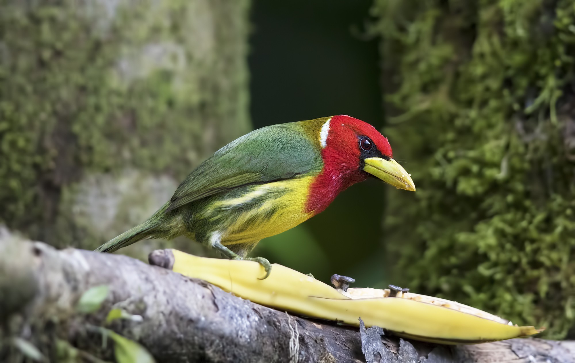 Red-headed Barbet