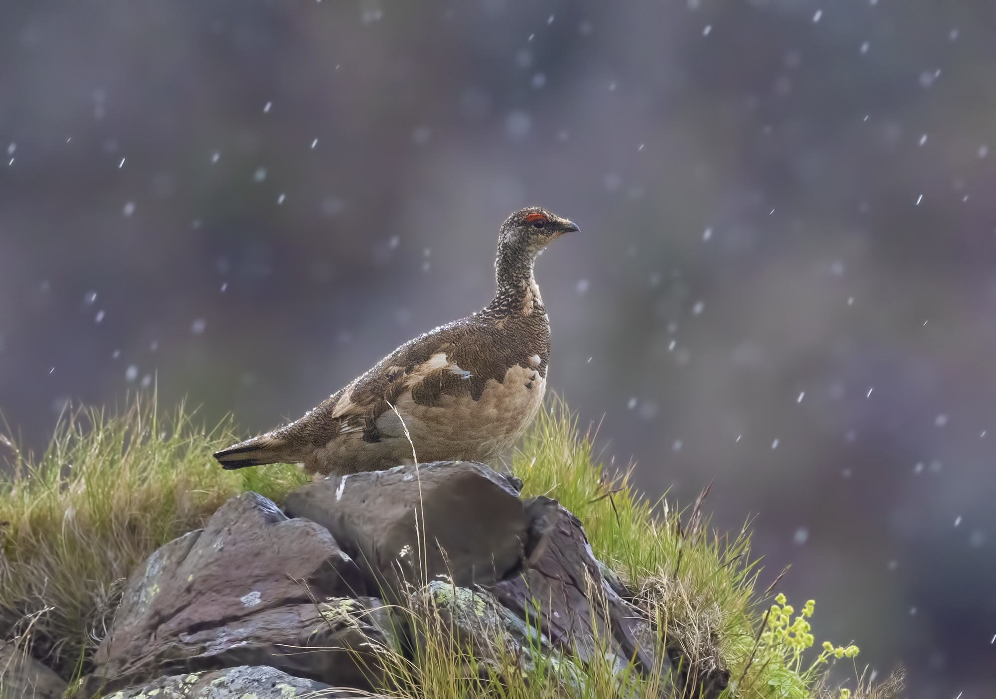 Rock Ptarmigan