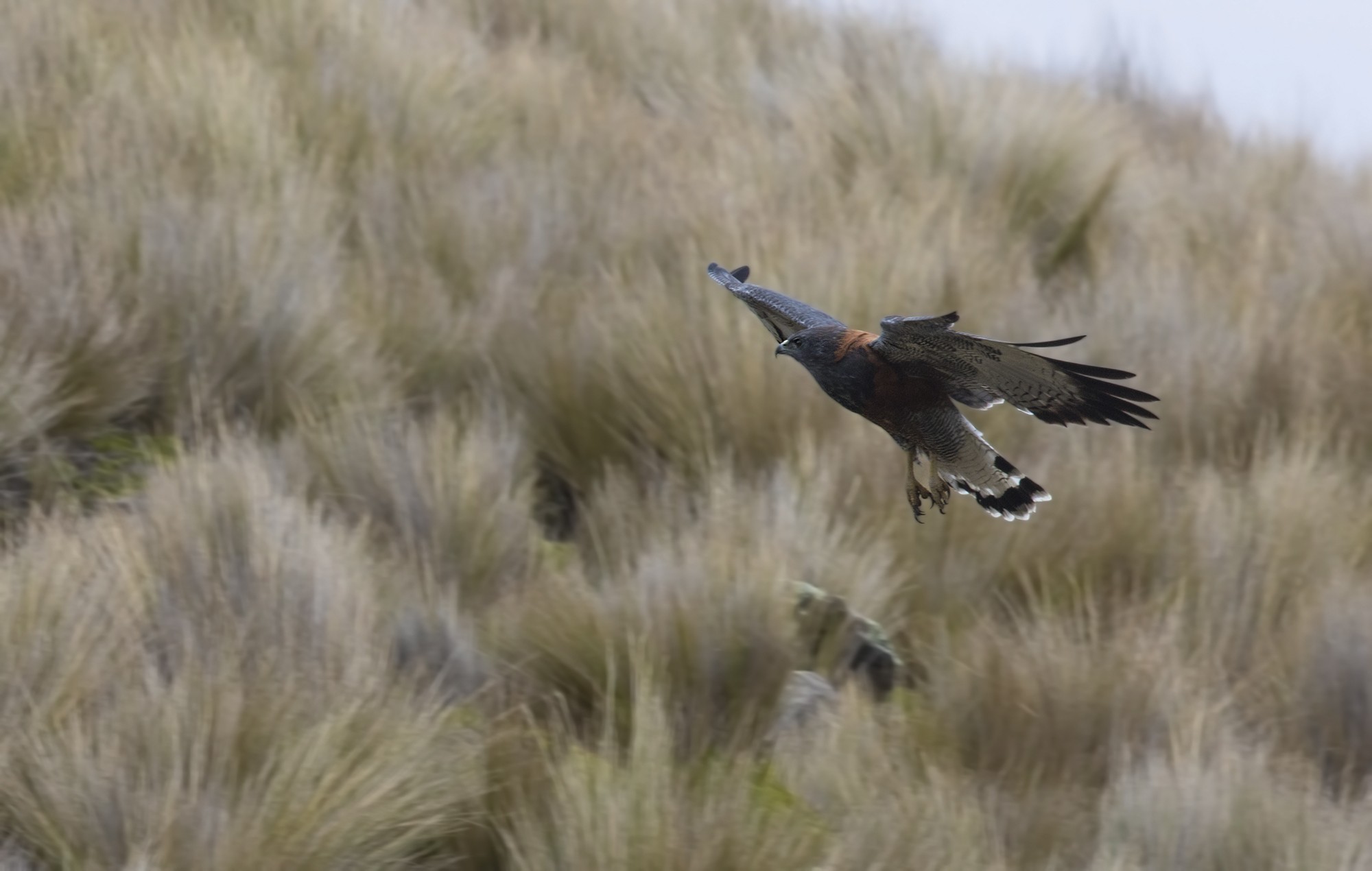 Variable Hawk — Ana fotoğraf