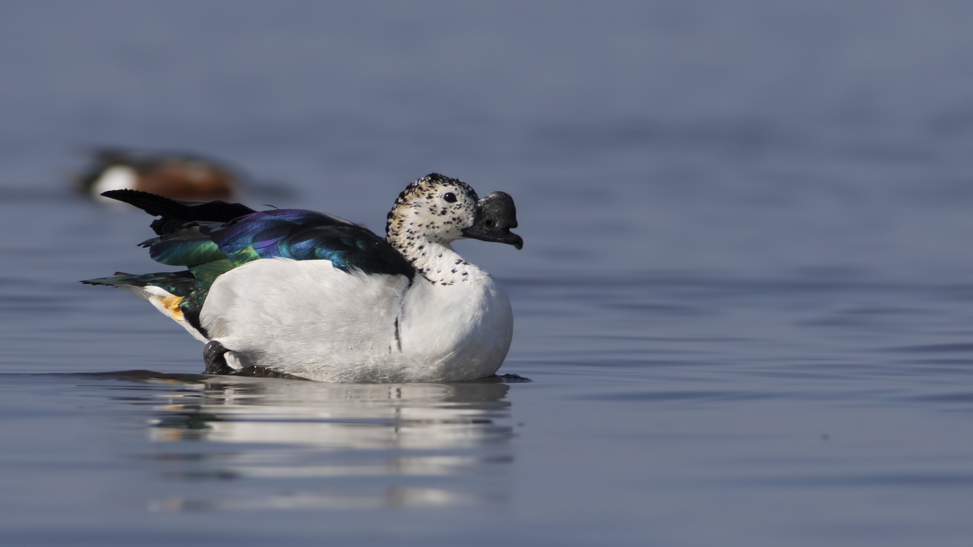 African Comb Duck