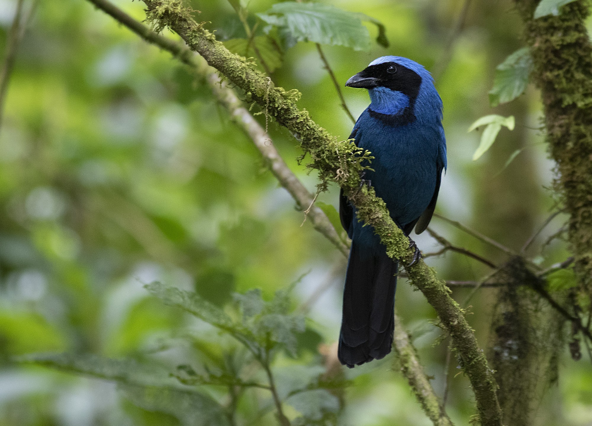 Turquoise Jay
