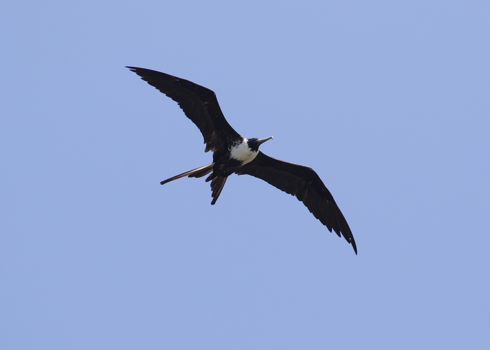 Magnificent Frigatebird