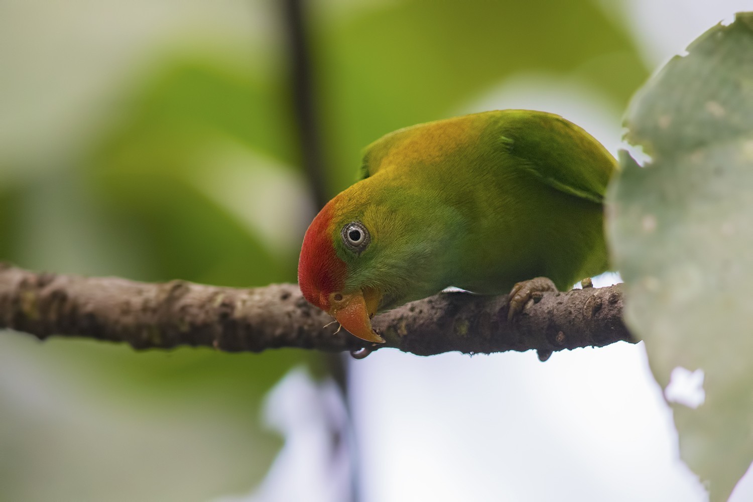 Sri Lanka Hanging-parrot — Ana fotoğraf