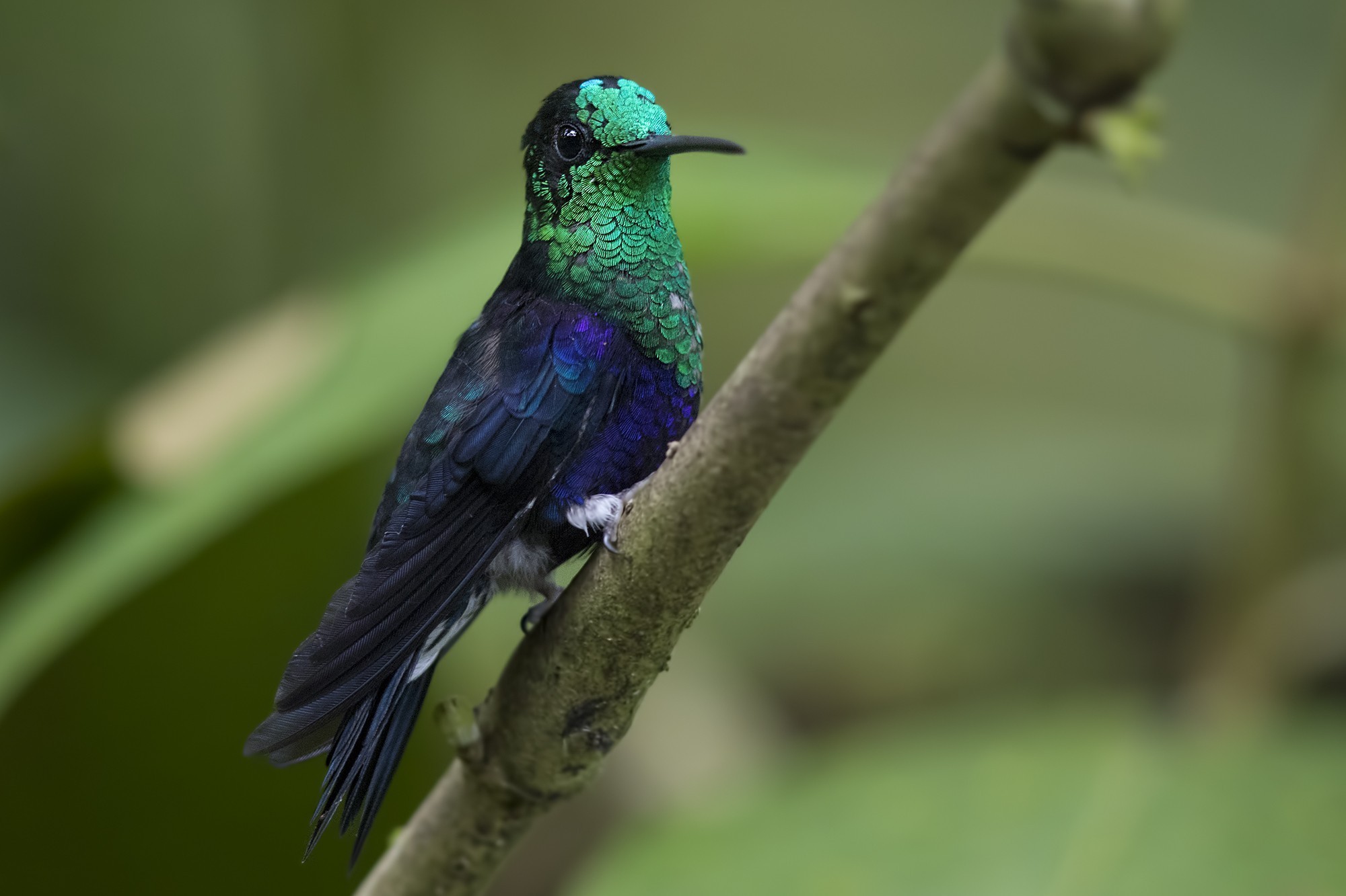 Green-crowned Woodnymph — Ana fotoğraf