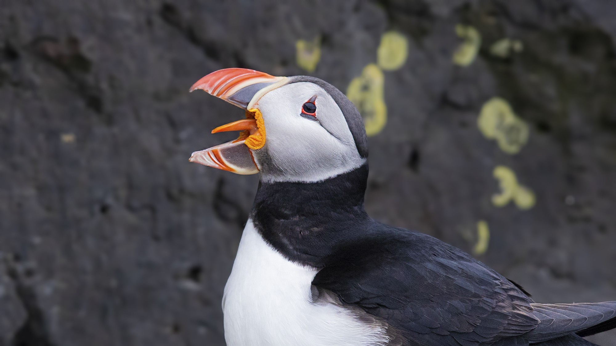 Atlantic Puffin