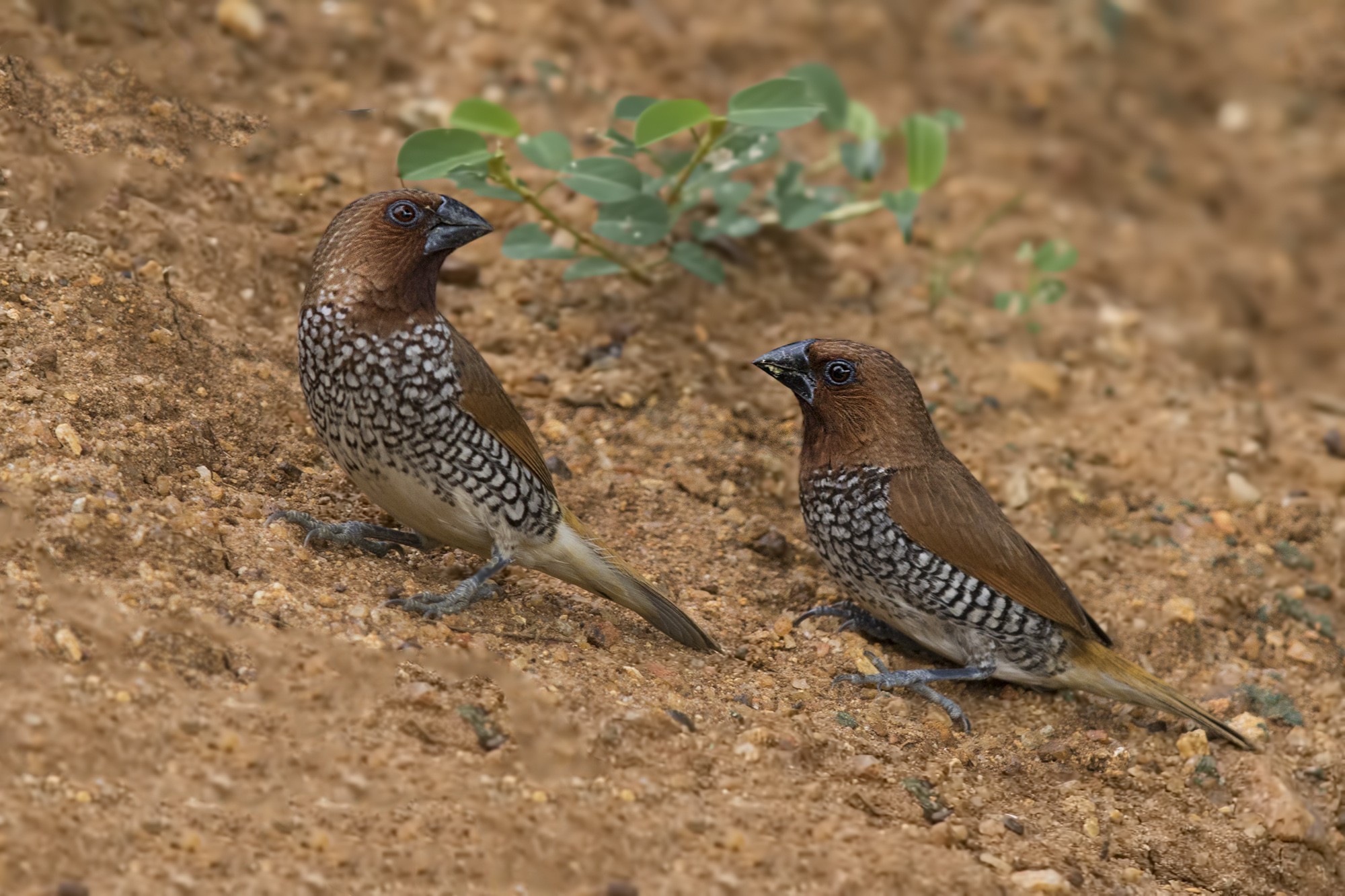 Scaly-breasted Munia — Ana fotoğraf