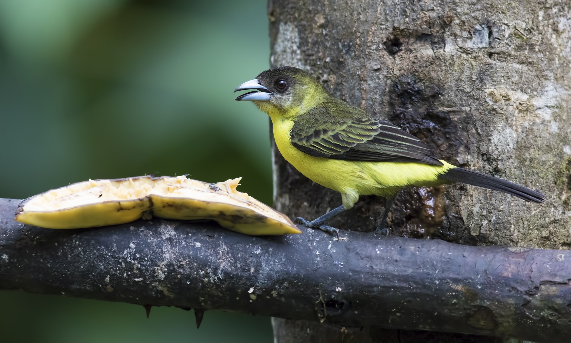 Lemon-rumped Tanager