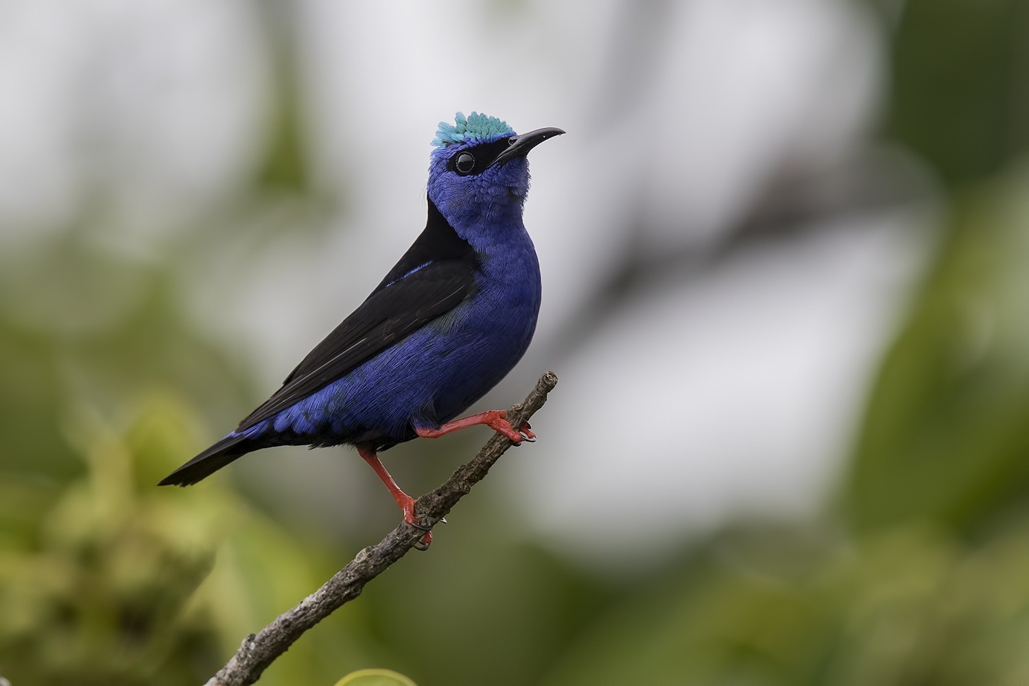Red-legged Honeycreeper
