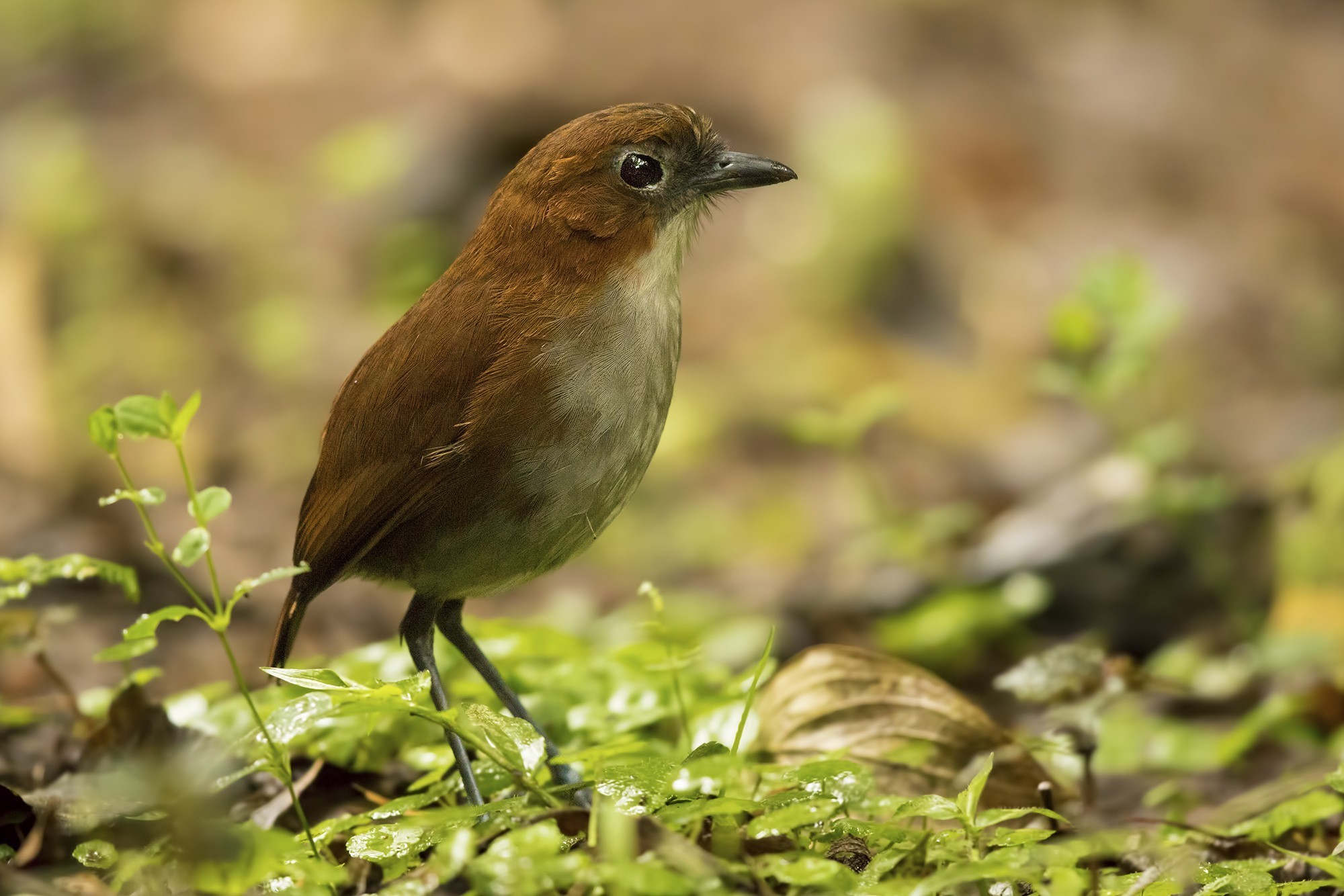 White-bellied Antpitta