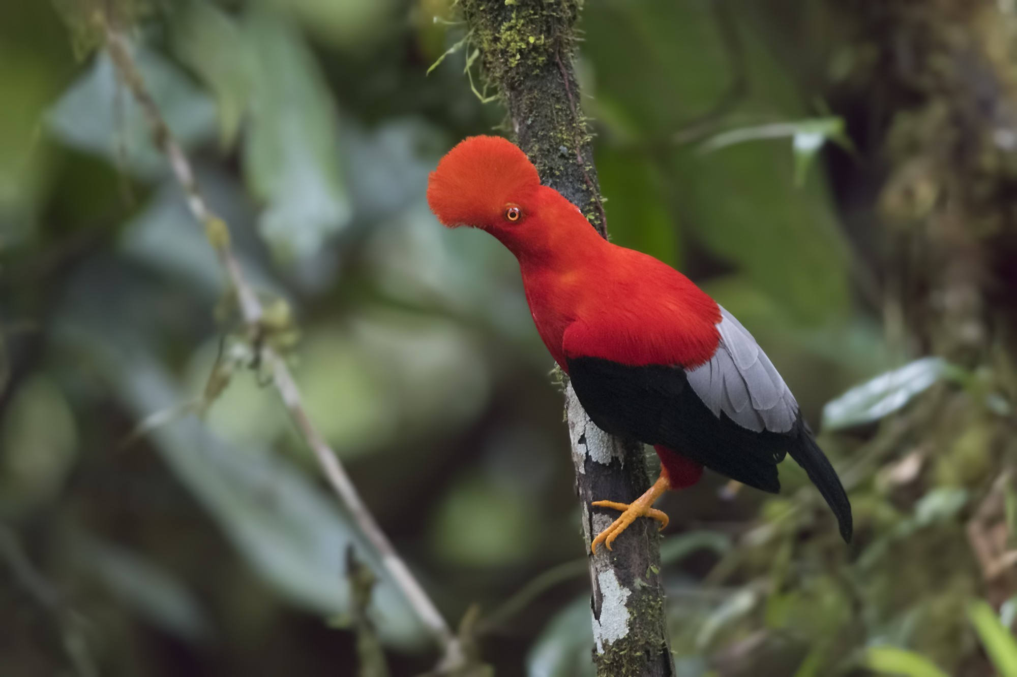 Andean Cock-of-the-rock