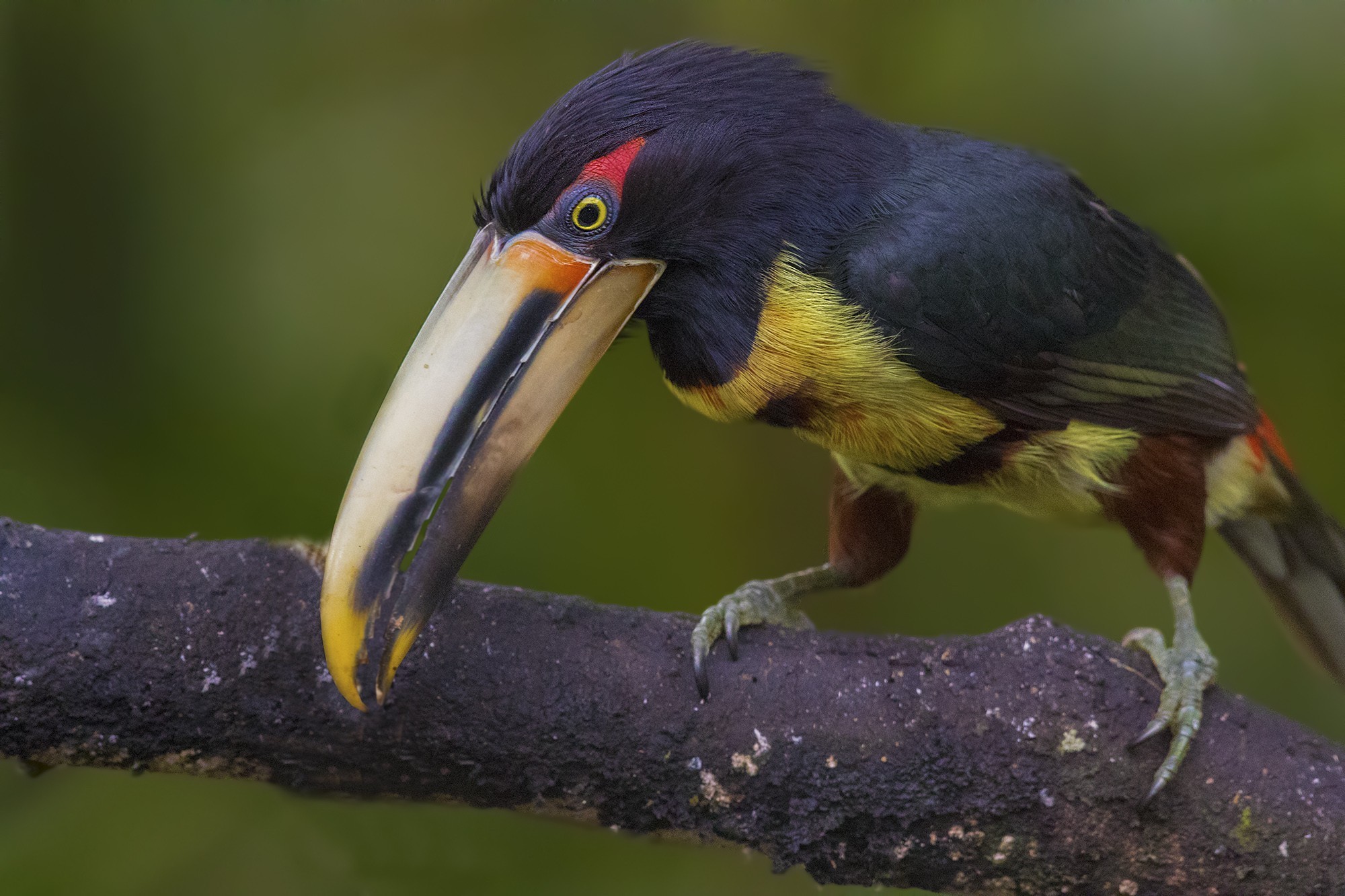 Pale-billed AraÃ§ari