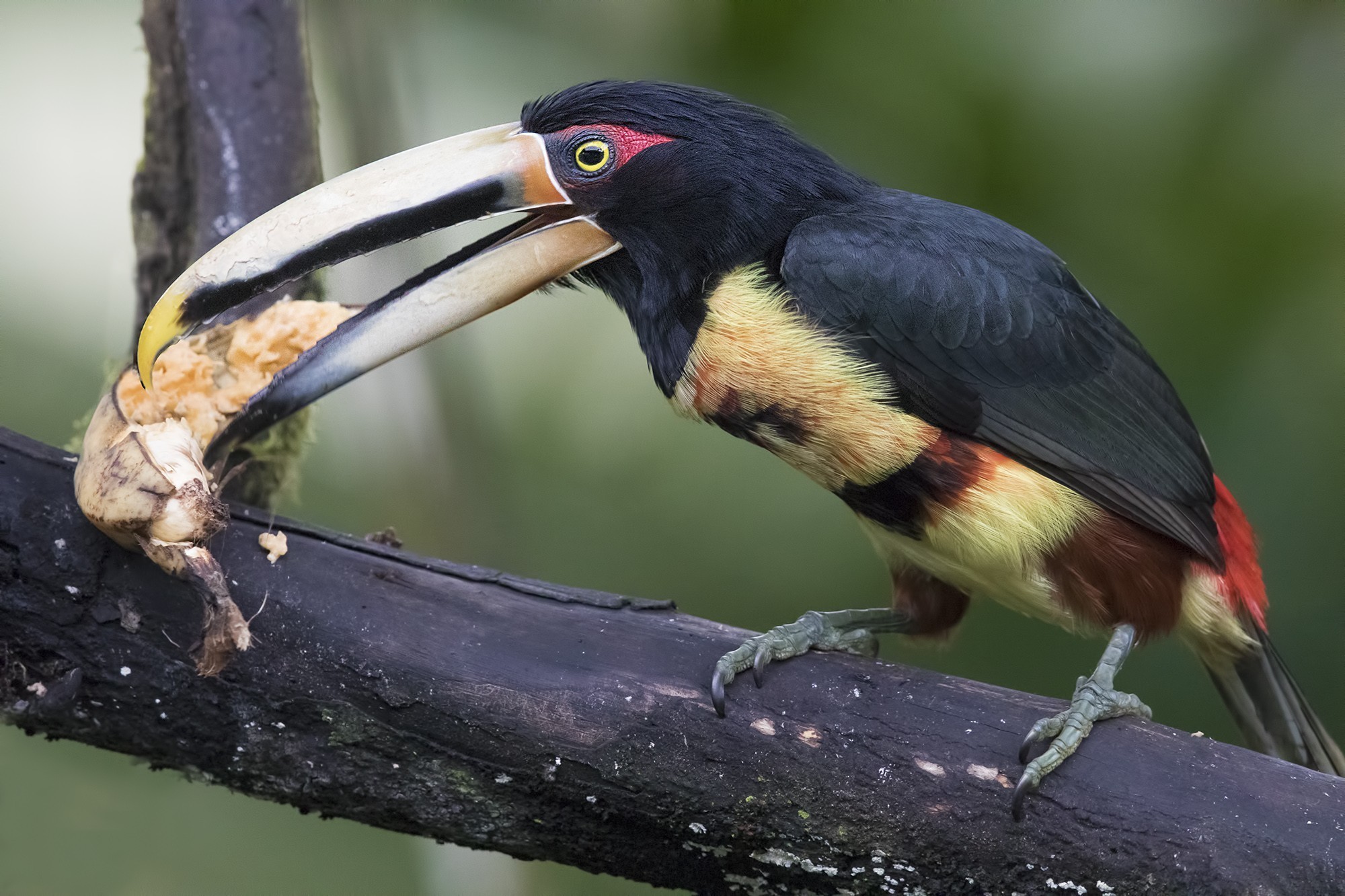Collared AraÃ§ari