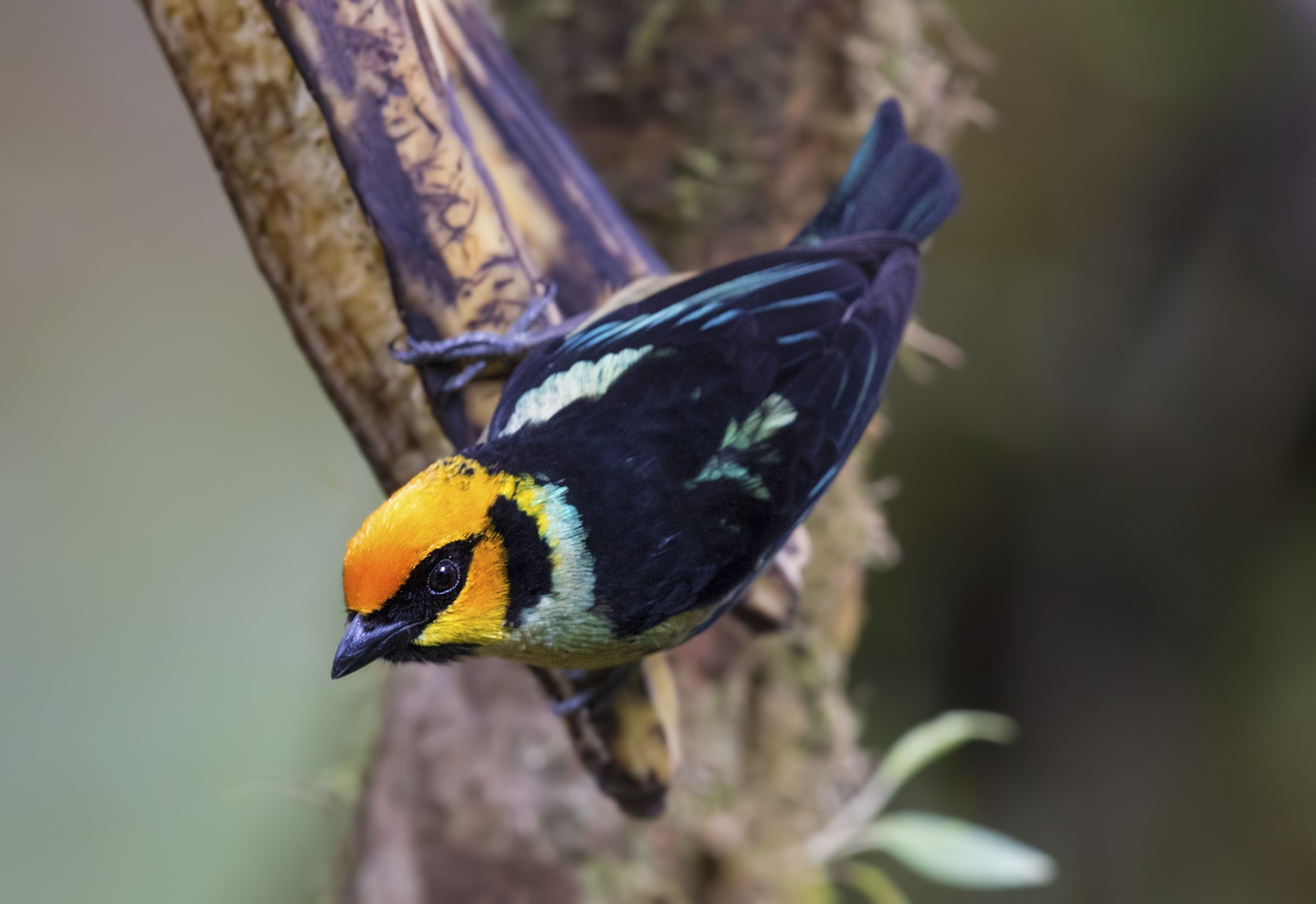 Flame-faced Tanager — Ana fotoğraf