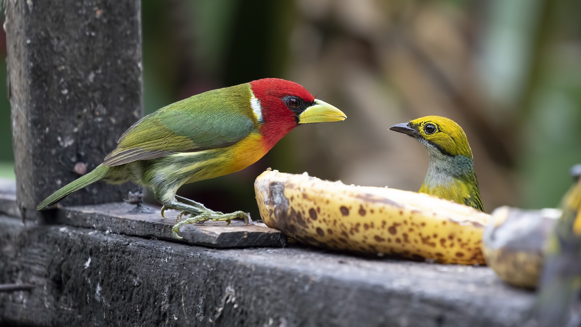 Red-headed Barbet