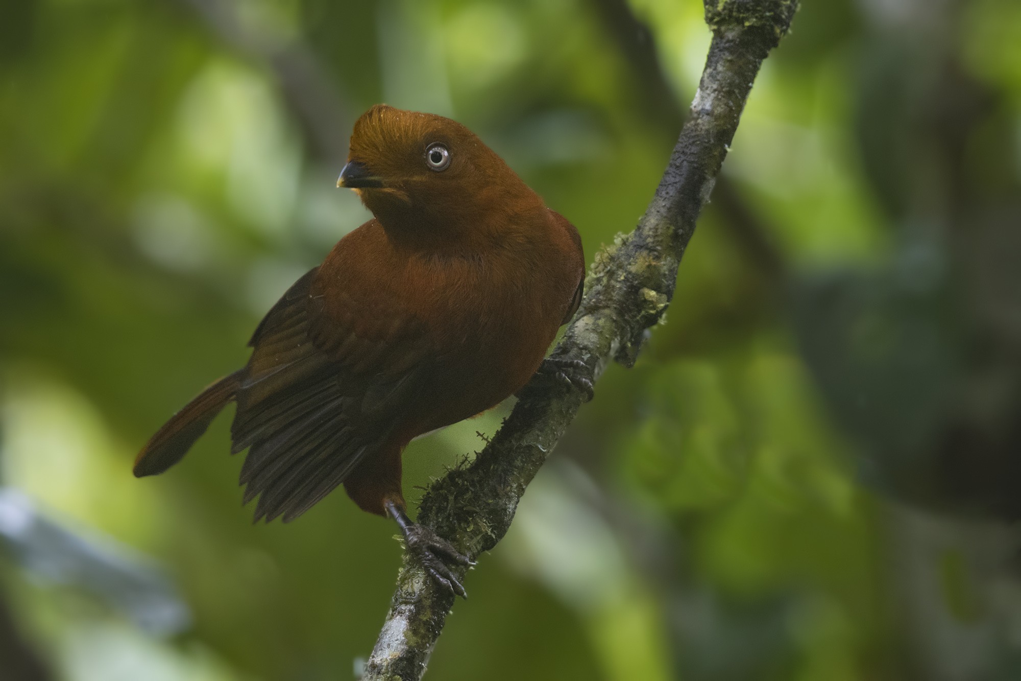 Andean Cock-of-the-rock