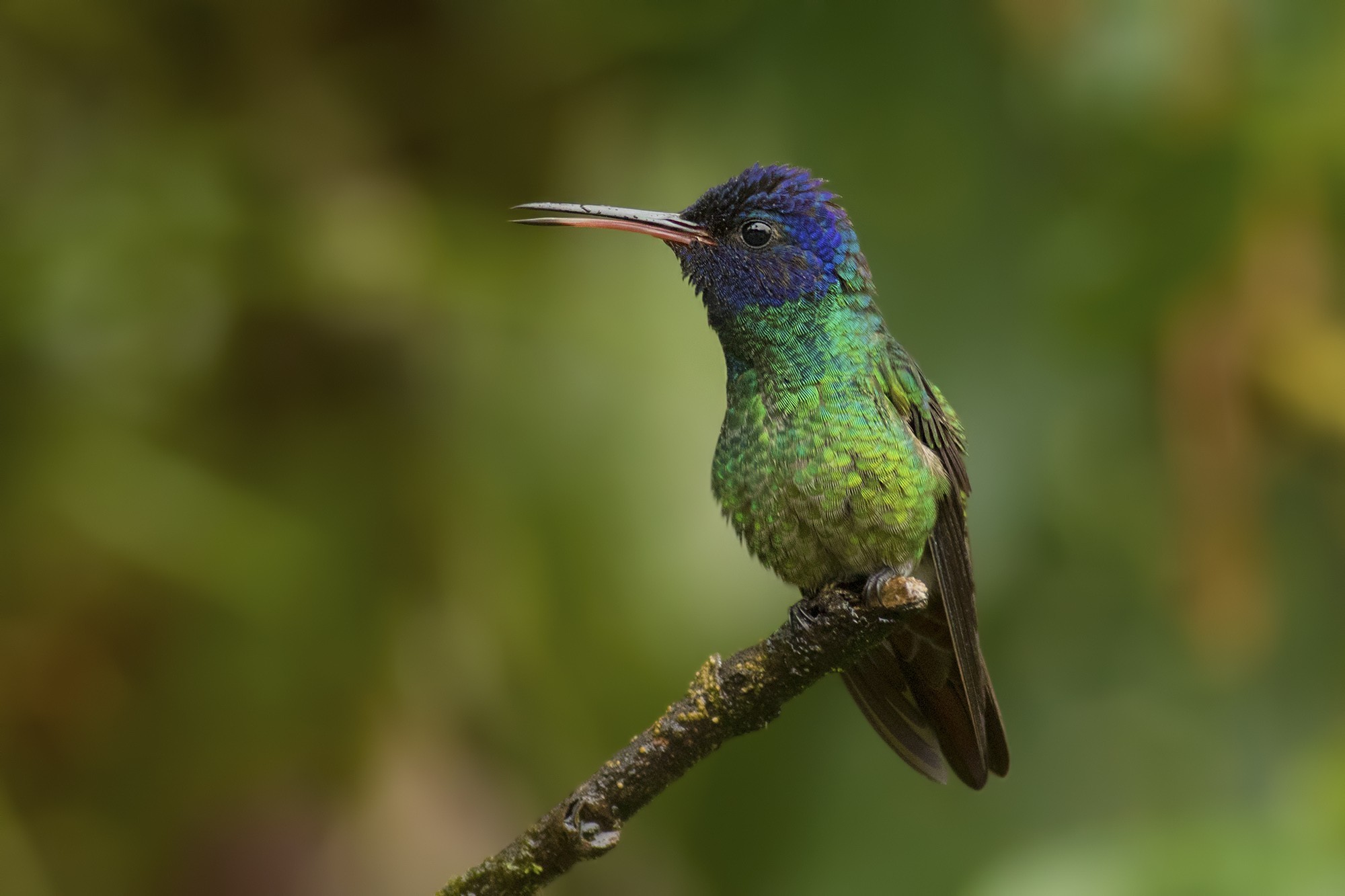Golden-tailed Sapphire