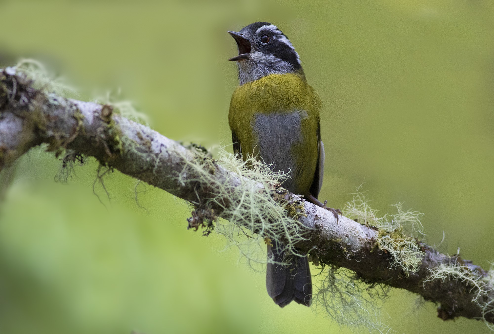 Sooty-capped Bush-tanager — Ana fotoğraf