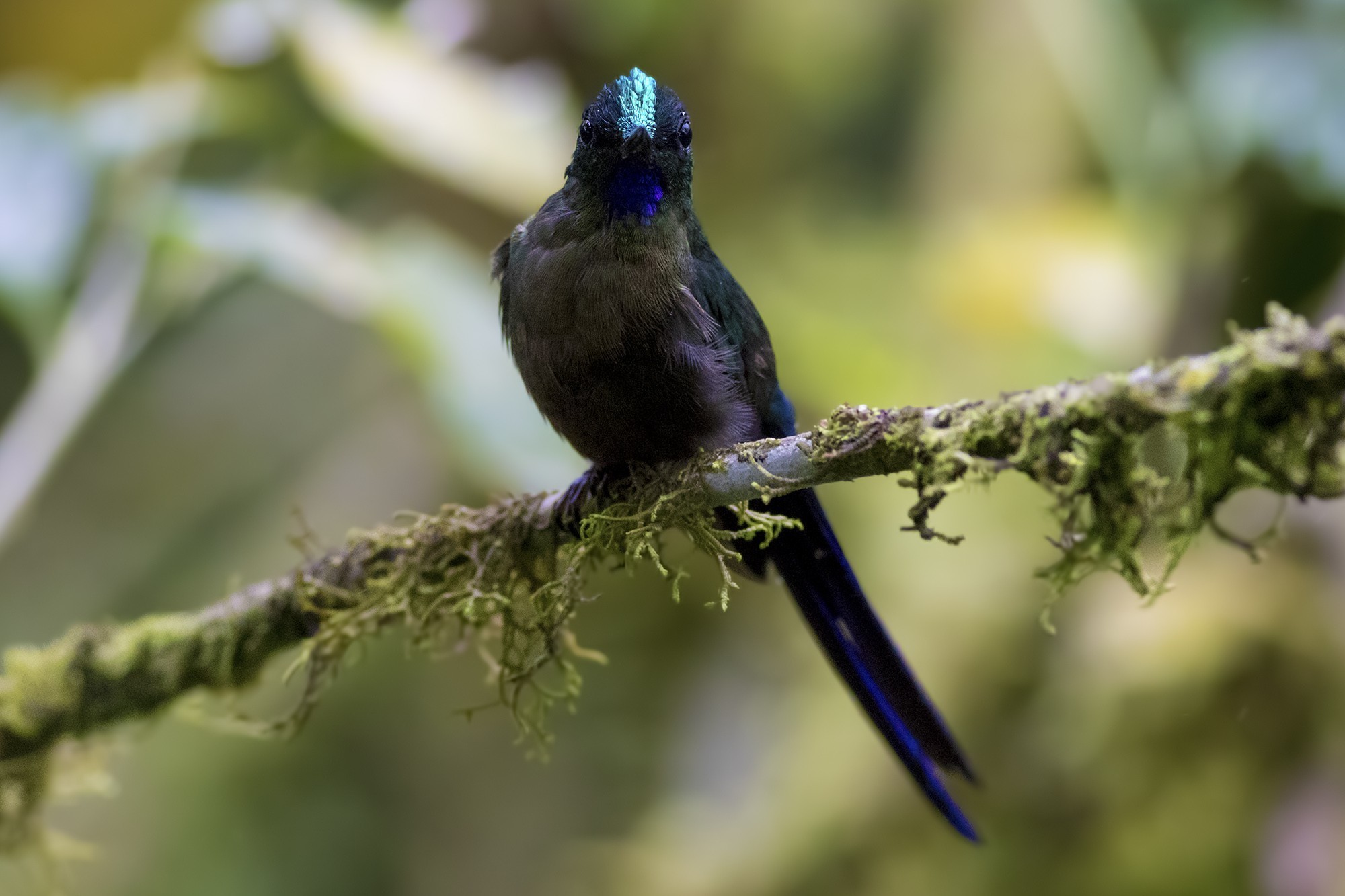 Wire-crested Thorntail