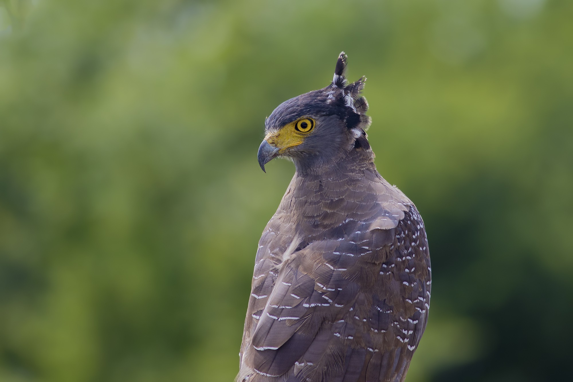 Crested Serpent-eagle