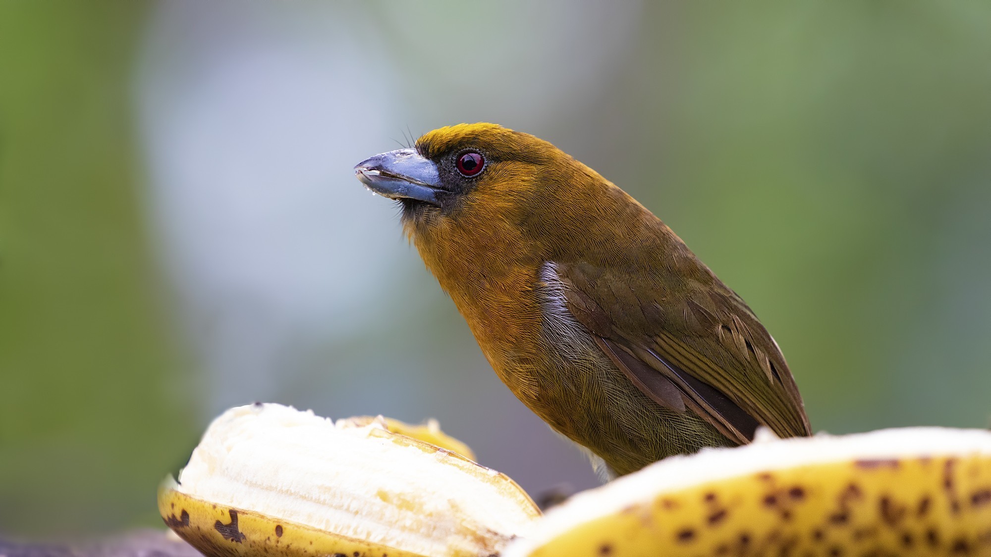 Prong-billed Barbet — Ana fotoğraf