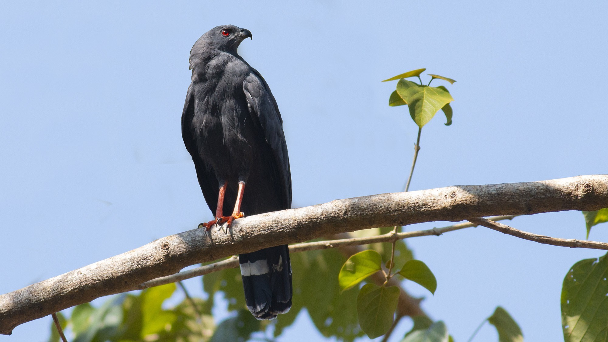 Crane Hawk