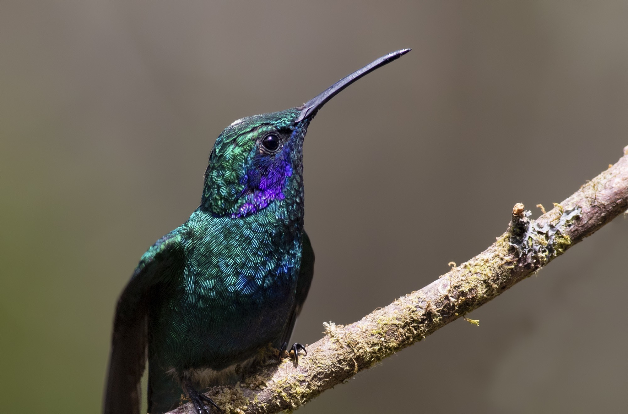 Green Violet-ear