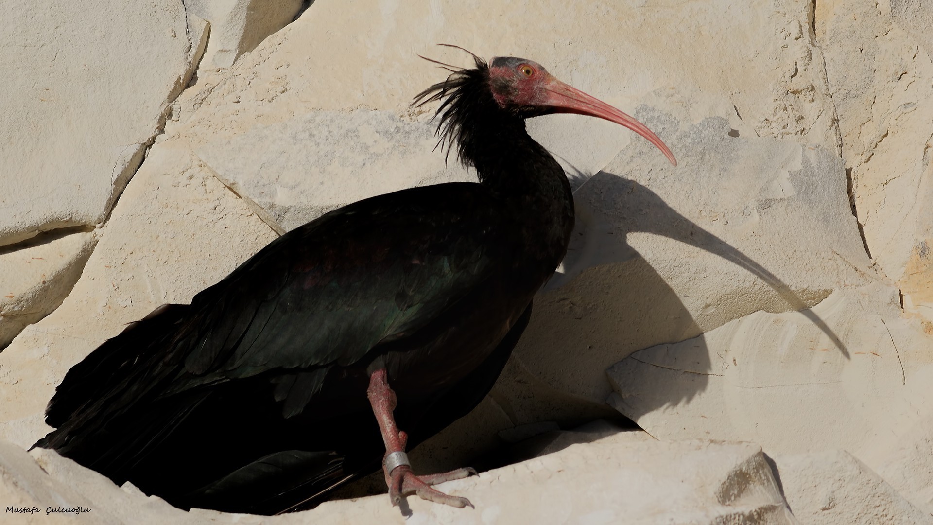 Kelaynak