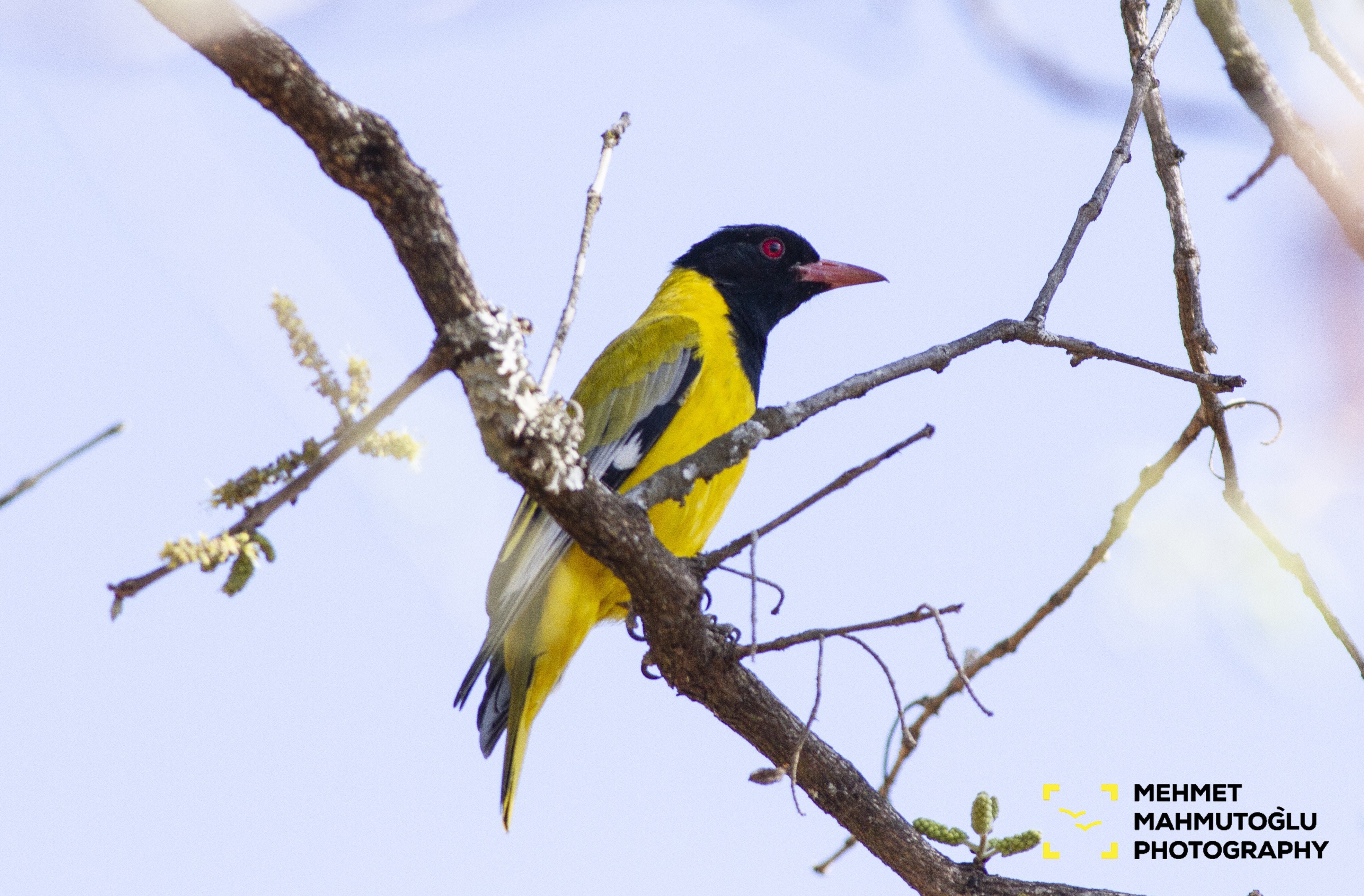 Eastern Black-headed Oriole