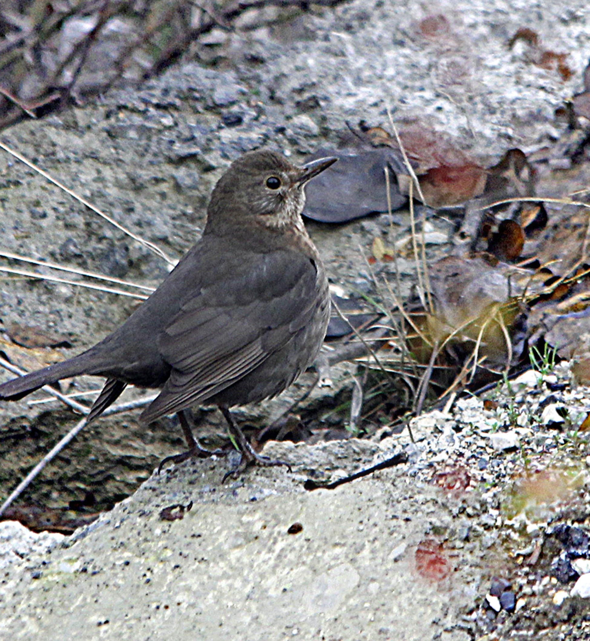 Karatavuk