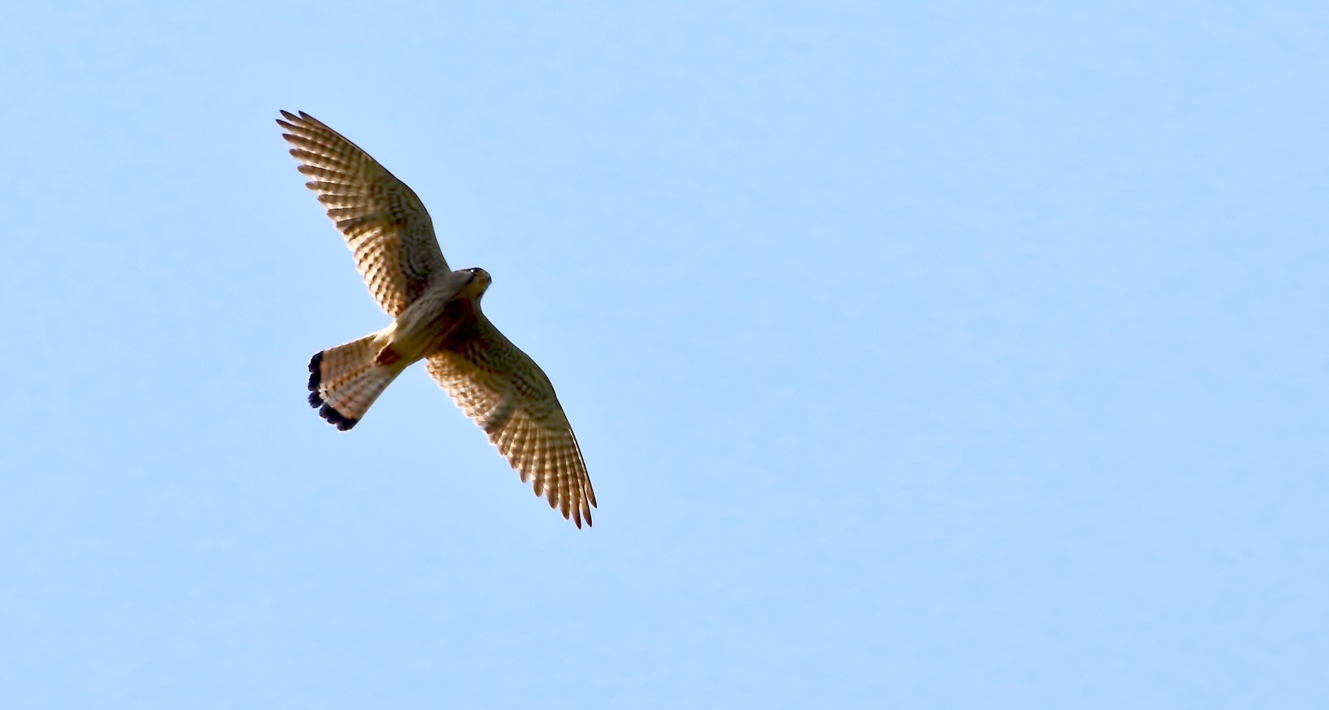 Kerkenez