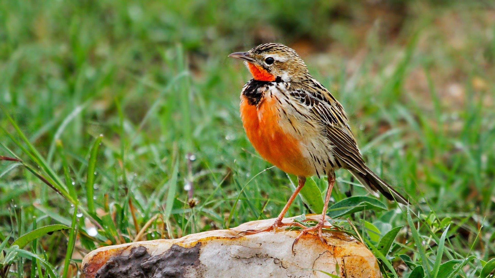 Rosy-breasted Longclaw